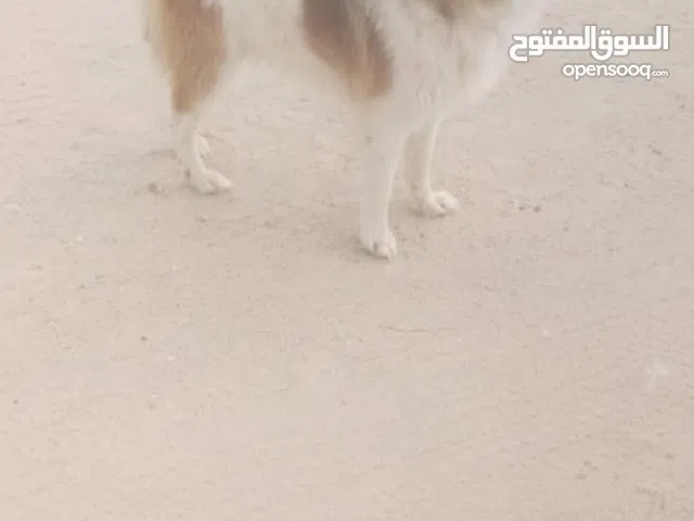 كلب بومرينيان