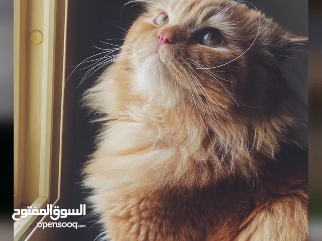 قط شيرازي للتزاوج " Persian cat for mating