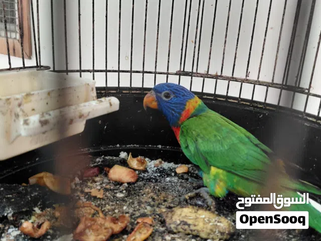ببغاء لوري (لوريكيت) أليف جداً وبصحة ممتازة للبيع