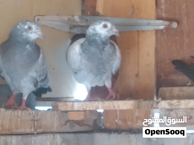 6 افراخ مش مجرودات للبيع