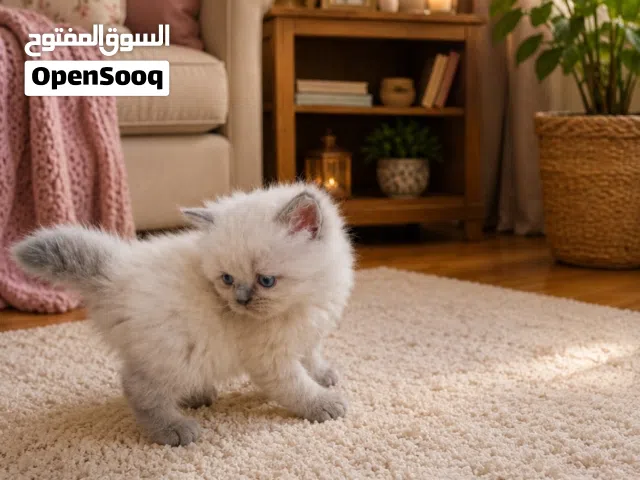 قطط نوع ارغول فصيلة نخب الام والاب نوع ارغول العمر شهرين من أجمل انواع القطط
