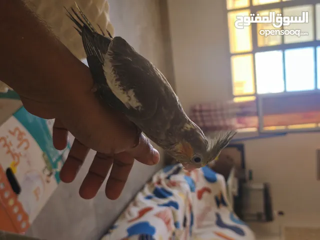 hand feeding cockatiel chick for sale