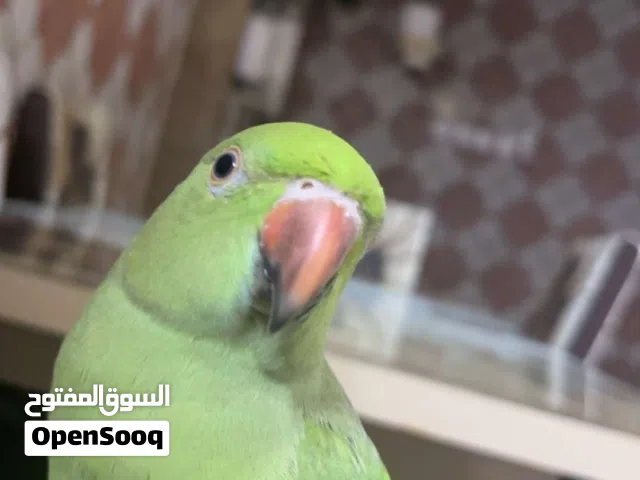 ببغاء دره هندي الوصف مهم