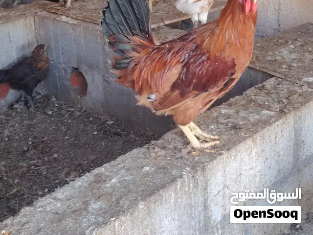 ديك فرنسي للبيع