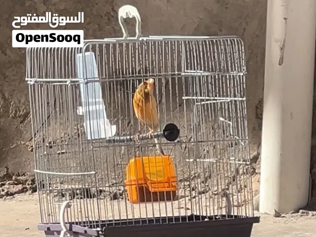 السلام عليكم دكر كناري شريانة ربي يبارك