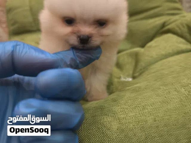 teacup Pomeranian white