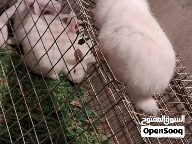 متوفر جراوي ارانب ألماني