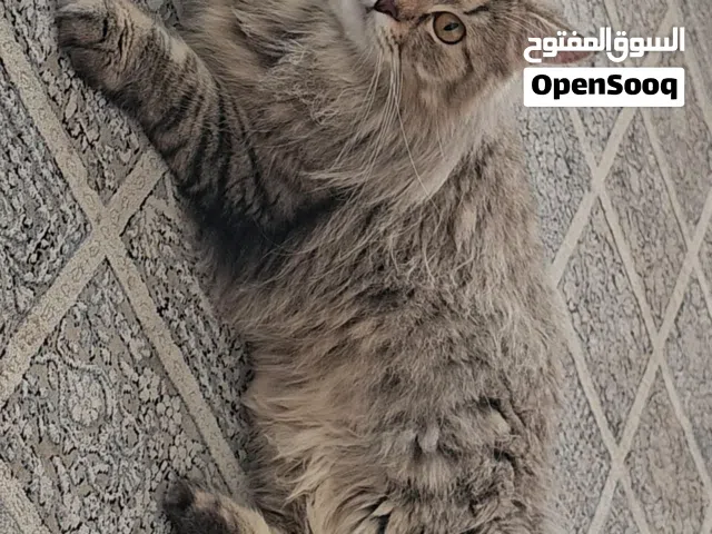 قط ذكر شيرازي العمر  سنه هلدي القط للتزاوج