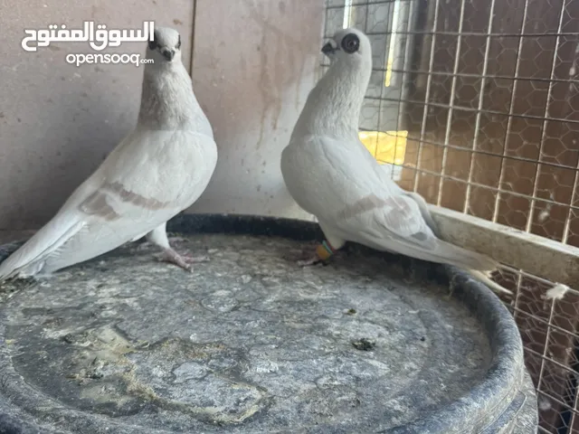 جوز بواز حمر