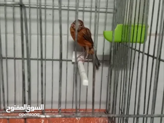 جوزين ما شاء الله