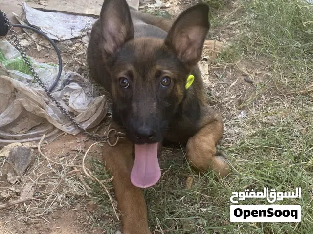 ذكر مالينوا عمره 3شهور