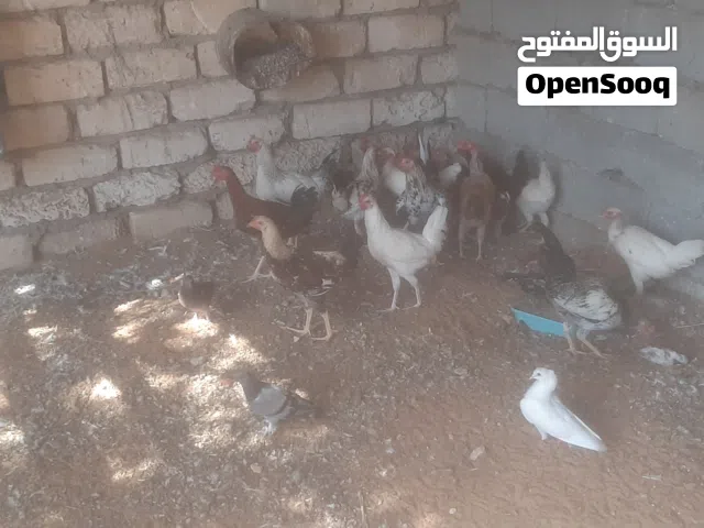 أفراريج عربيه البيع علي الهتف