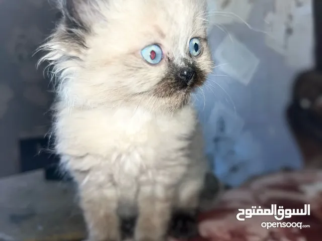 قطط ذكور من أصول نقيه هملايا تشوكلت وبريتش ريد للبيع للجادين فقط جميع المعلومات مذكوره بالاعلان