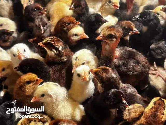 صوص بلدي للبيع
