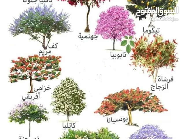 جميع انواع الشتلات الطبيعي والزهور الثيل الطبيعي والصناعي والنخيل العربي والواشنطنيا وشبكات الري