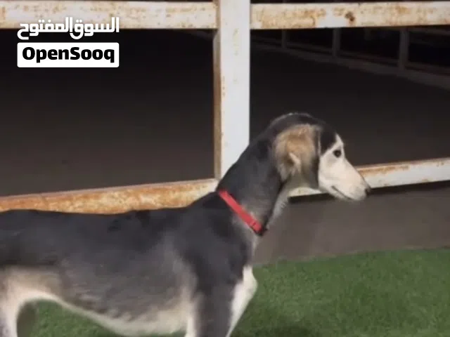 سلق أريش العمر سبع اشهر لونً نادر جدا. بلاك كريم