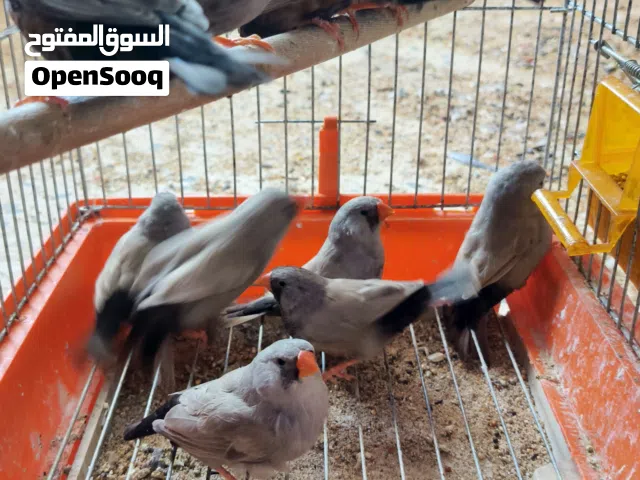زيبرا شاركول