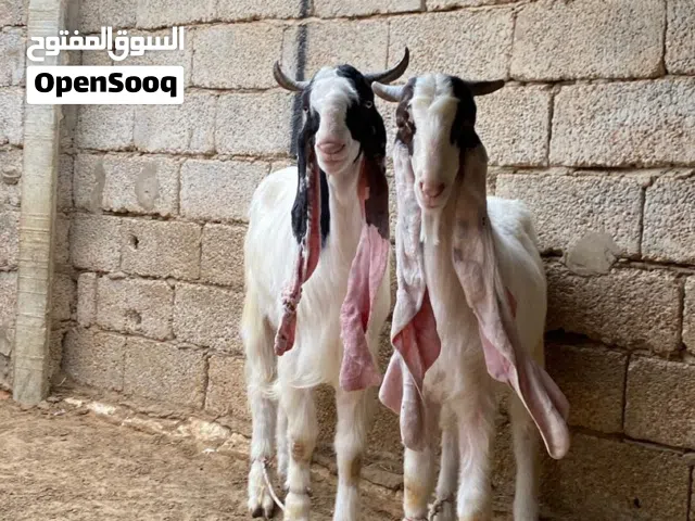 ناس لي دور ف حاجه كويسه