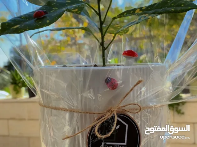 نباتات داخلية طبيعية