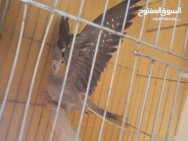 جوز كوكتيل نخب تحتهم بيض مع قفص كاسكو حجم كبير سعر حررررق