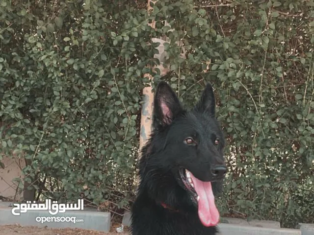 جيرمن شيبرد بلاك جاك لونج هير