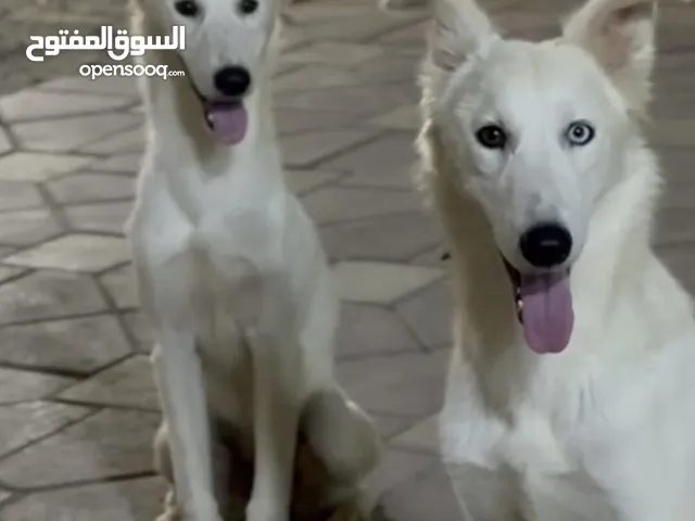 هاسكي هجين هاسكي مع جولدن