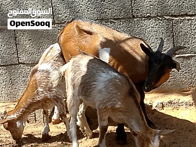 سلام عليكم بيع عنز كردي ربي يبارك سنهاا تنية اتحتها جدي وعناق