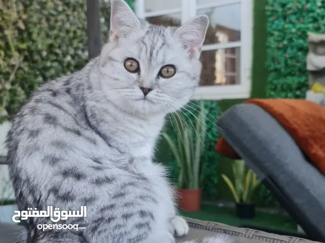 Female British cat