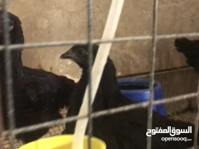 لمبرقيني عتاتيق وفروج