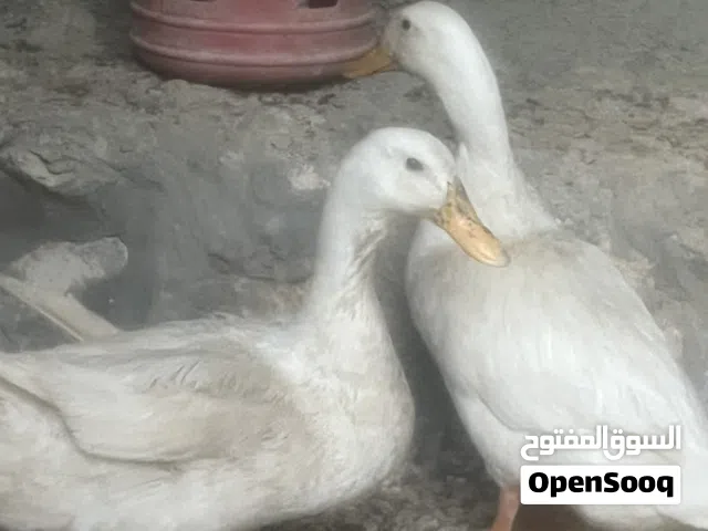 متاح في السلط