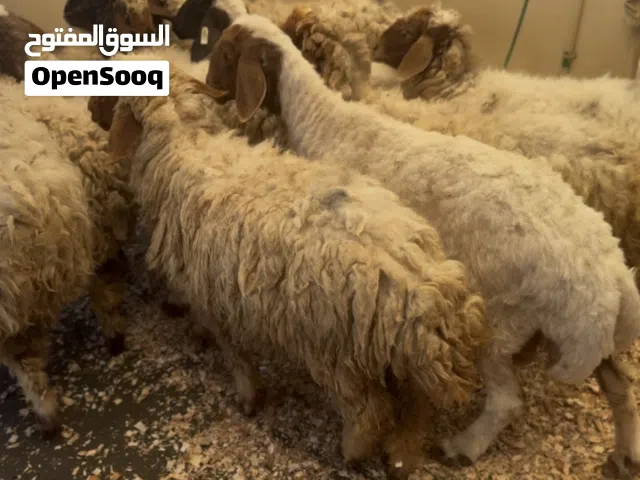 متوفر نعيمي اضاحي انتاج البحرين