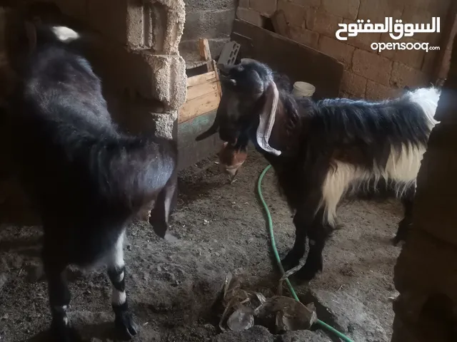 جديان للبيع