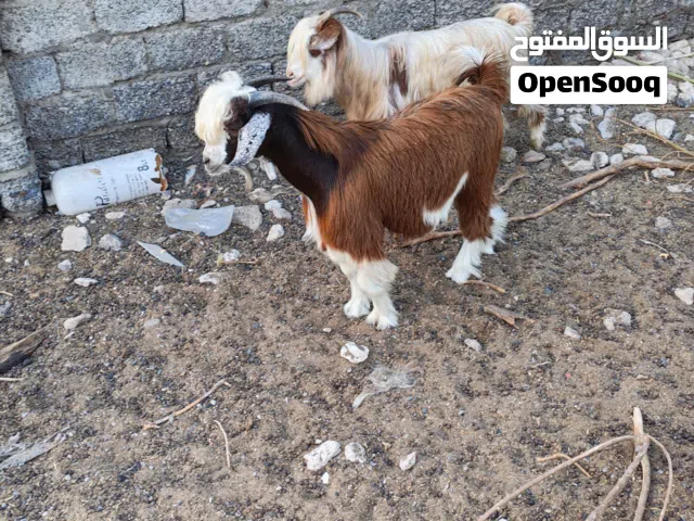 تيس عماني غير مخصي