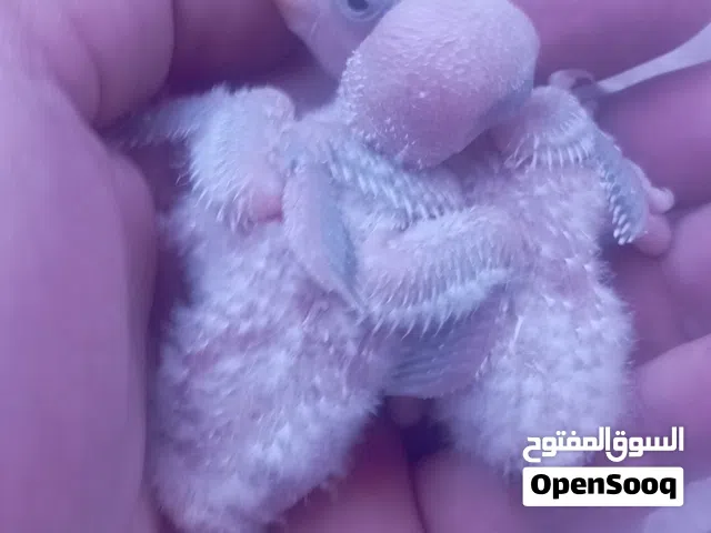 أقرا الوصف