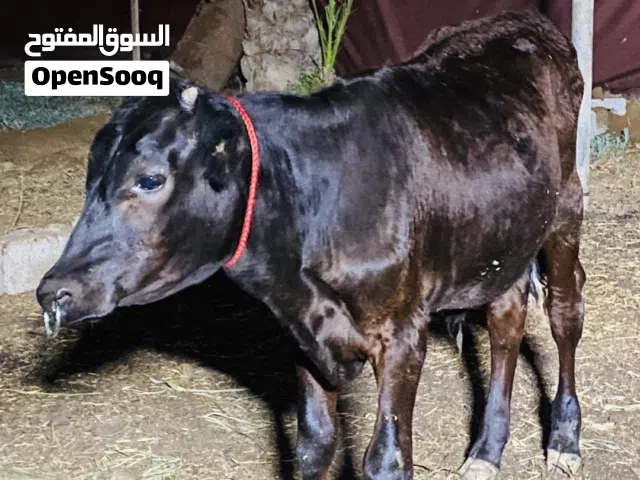 عيل نمساوي ذخيره