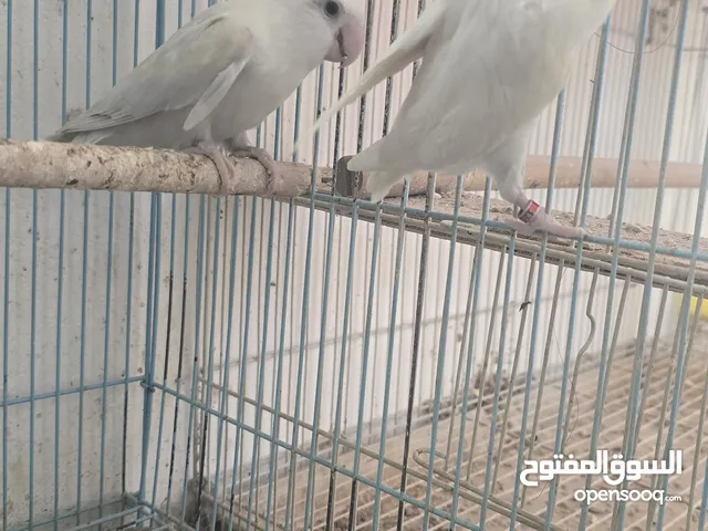 male and female lovbird