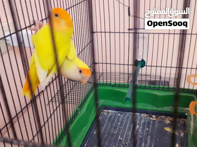 للبيع ببغاء روز ماشاء تبارك الله
