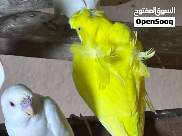 للبيع او البدل مع بادجي العادي الملون