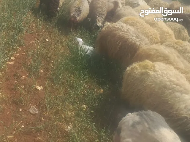 نيسان صني 97 وتماتيك جنط