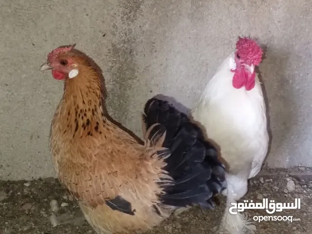ست صيصان من هاي البزرة الناعمة  شامو مقزم