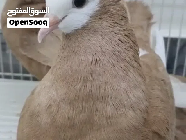 حمام إيراني كلاي والموند عبداني صومالي