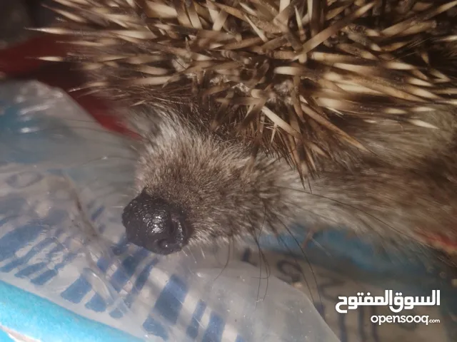 قنفذ للبيع في عمان لاردن