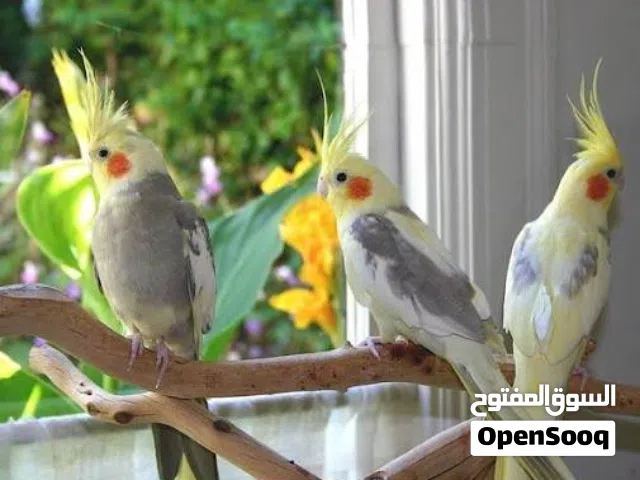 مطلوب فروخ كوكتيل لاتينو بسعر 9