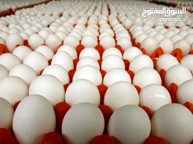 "بيع بيض صناعي عالي الجودة بأسعار منافسة"