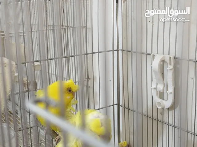 عصافير حب هاجرمو عيون حمراء للبيع