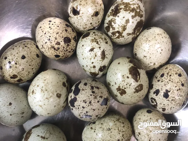 للبيع بيض الفري او السمان الحبه ب2درهم