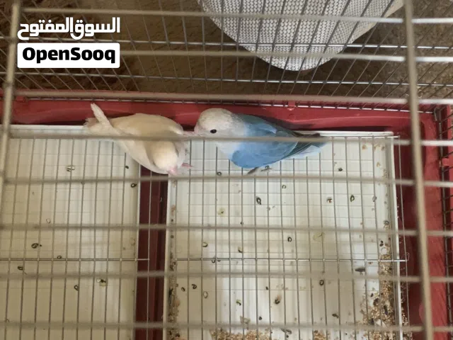 جواز عصفير روز لبيع