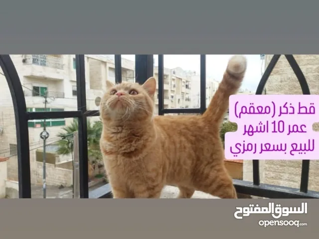 قط ذكر شكوتش ستريت معقم للبيع بسعر رمزي