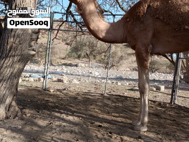 للبيع بكره ابوها ودسمحه ام شارب بعير لواء نصيب