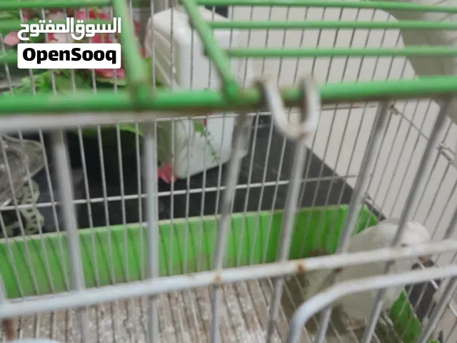كوبيه بركاديلو حجم جامبو امخوص 24